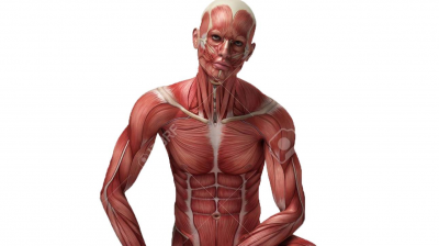 Chapitre 2 - Anatomie et physiologie des muscles